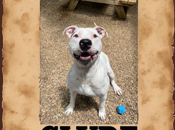 Lighthouse Dog Rescue