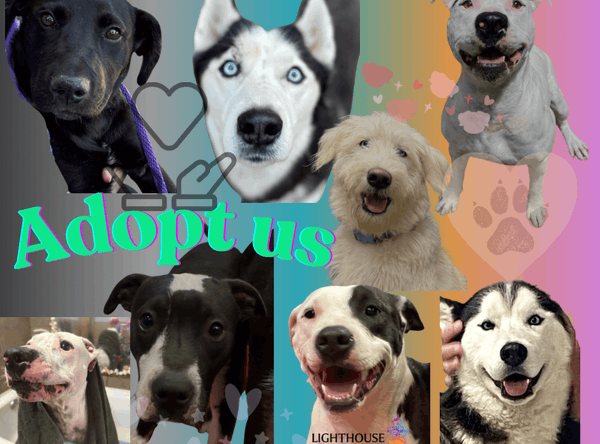 Lighthouse Dog Rescue