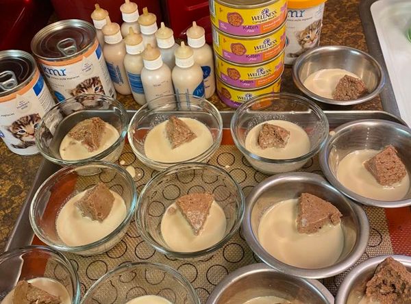 TLC Kitten Rescue Of Waxahachie