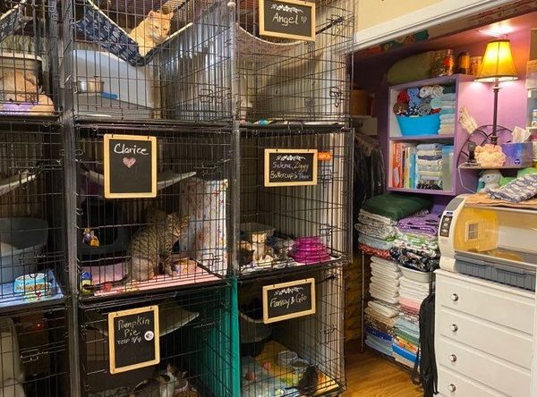 TLC Kitten Rescue Of Waxahachie