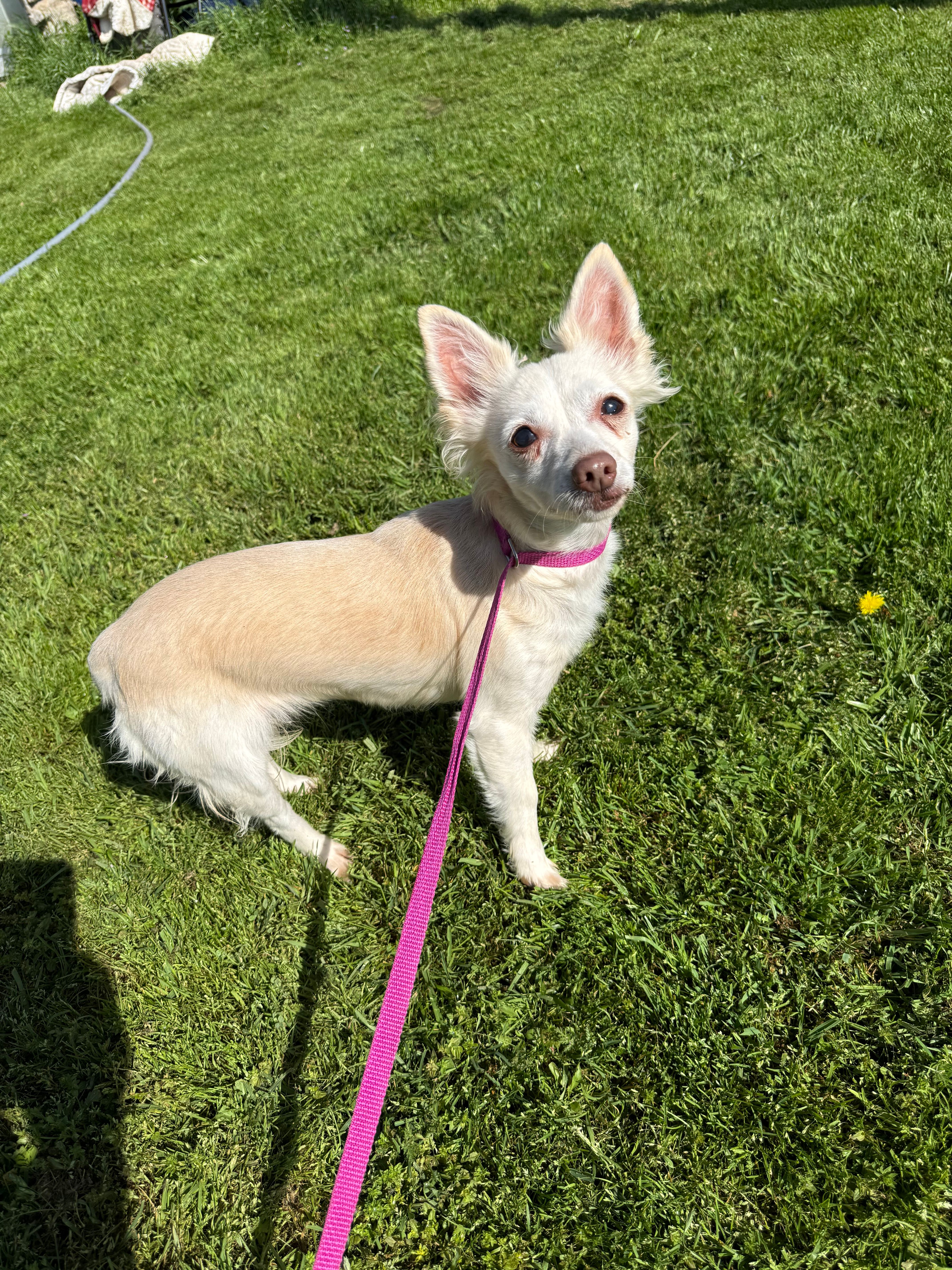 Celine's Cats And Canines