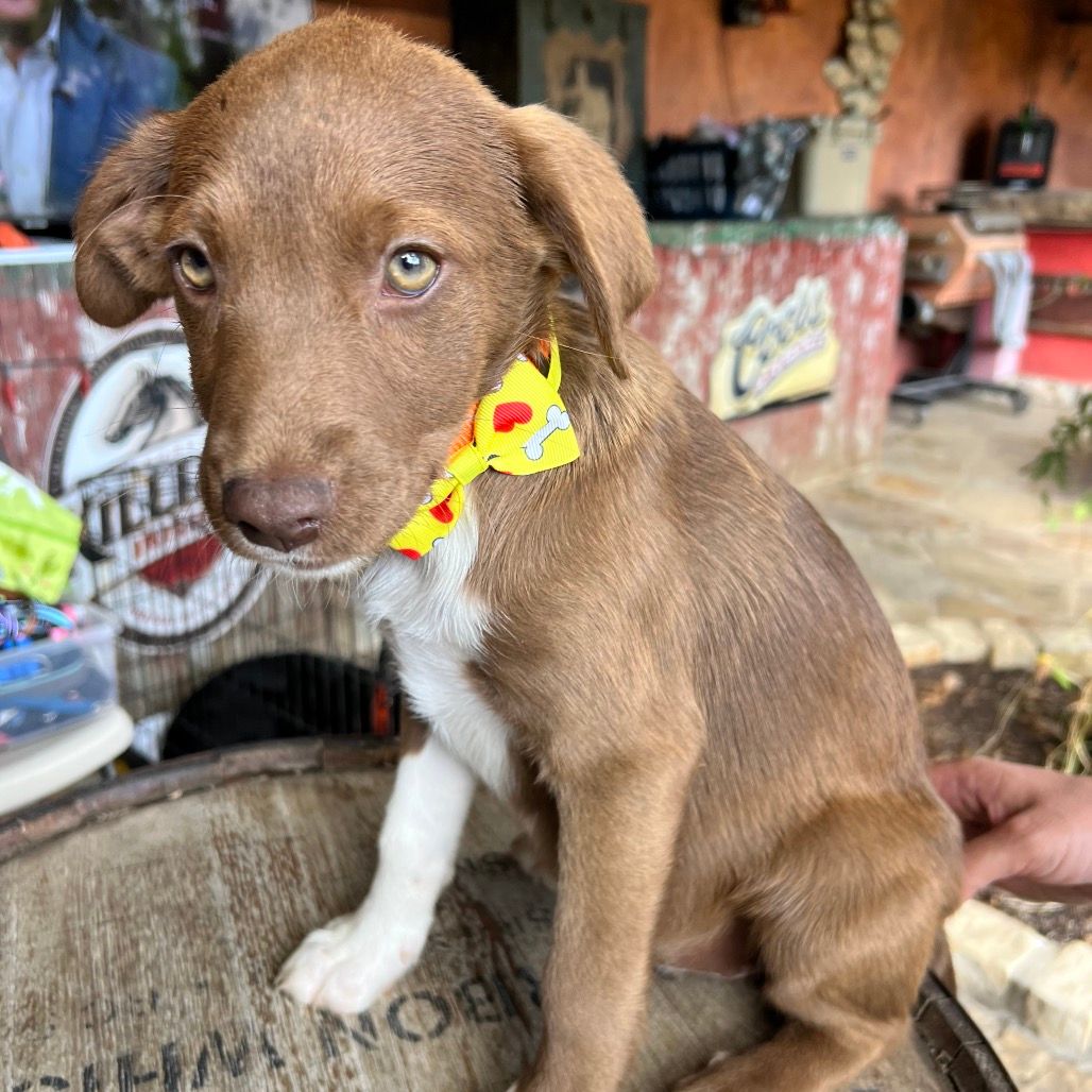 Pawprints of Hope Rescue