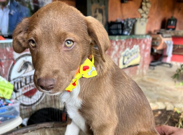 Pawprints of Hope Rescue