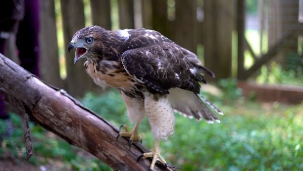 Schuylkill Center for Environmental Education