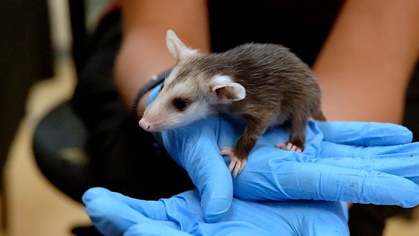 Schuylkill Center for Environmental Education