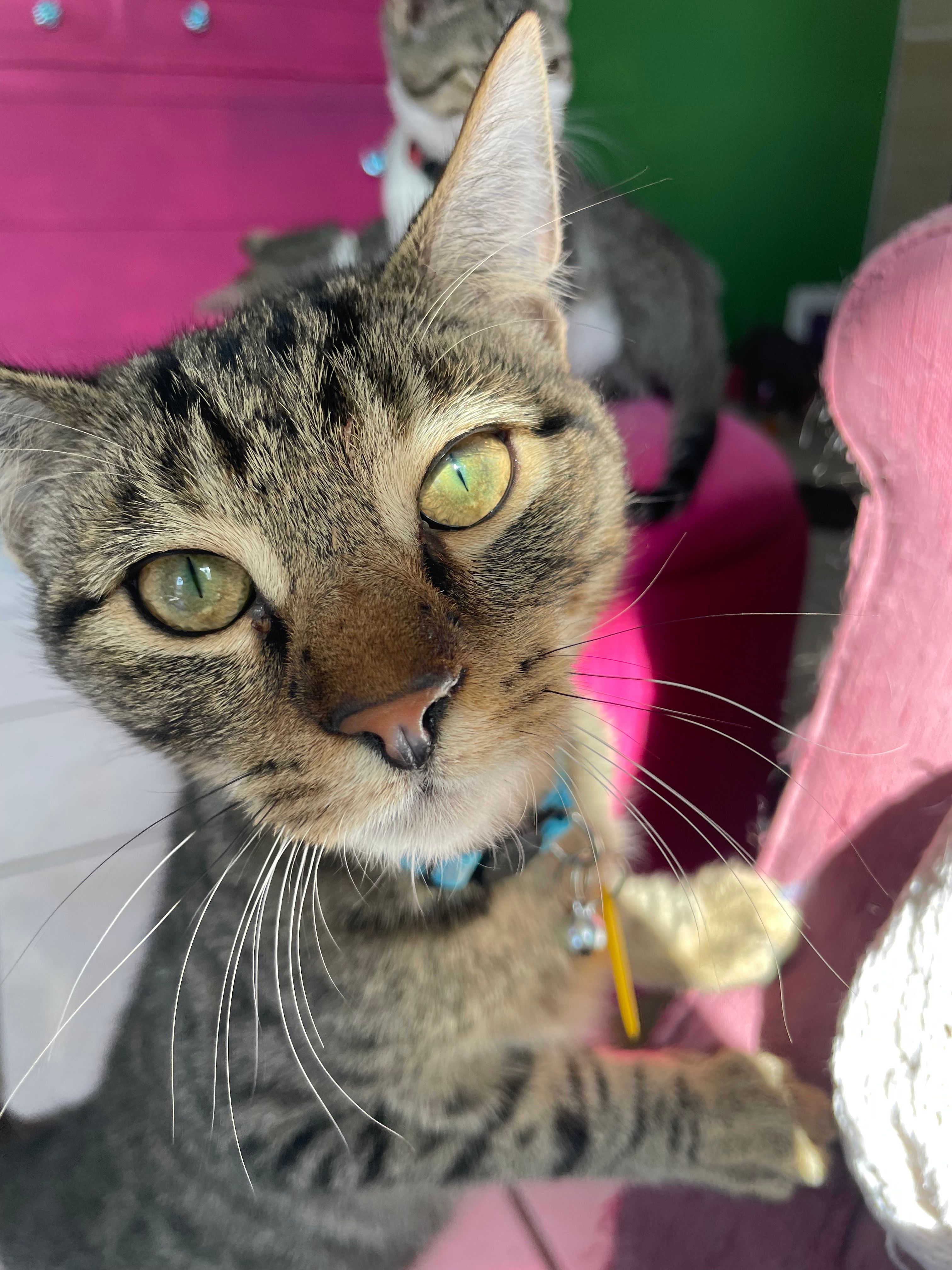 Here Kitty Kitty Cat Rescue