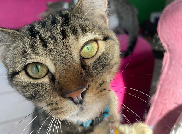 Here Kitty Kitty Cat Rescue