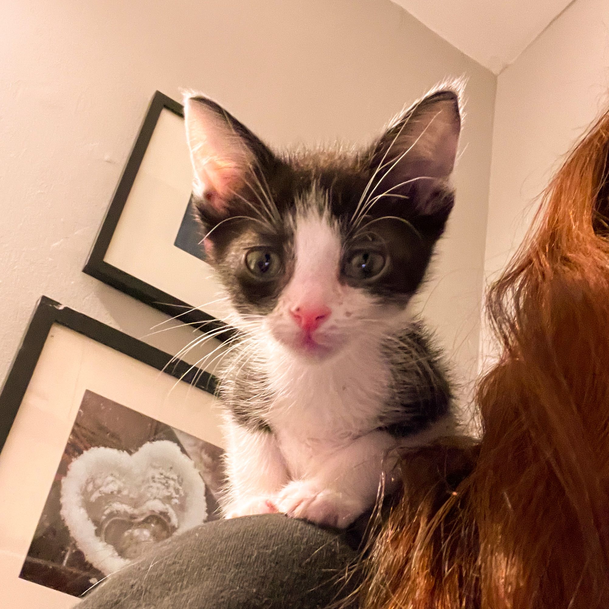 Here Kitty Kitty Cat Rescue