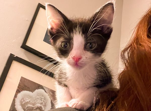 Here Kitty Kitty Cat Rescue