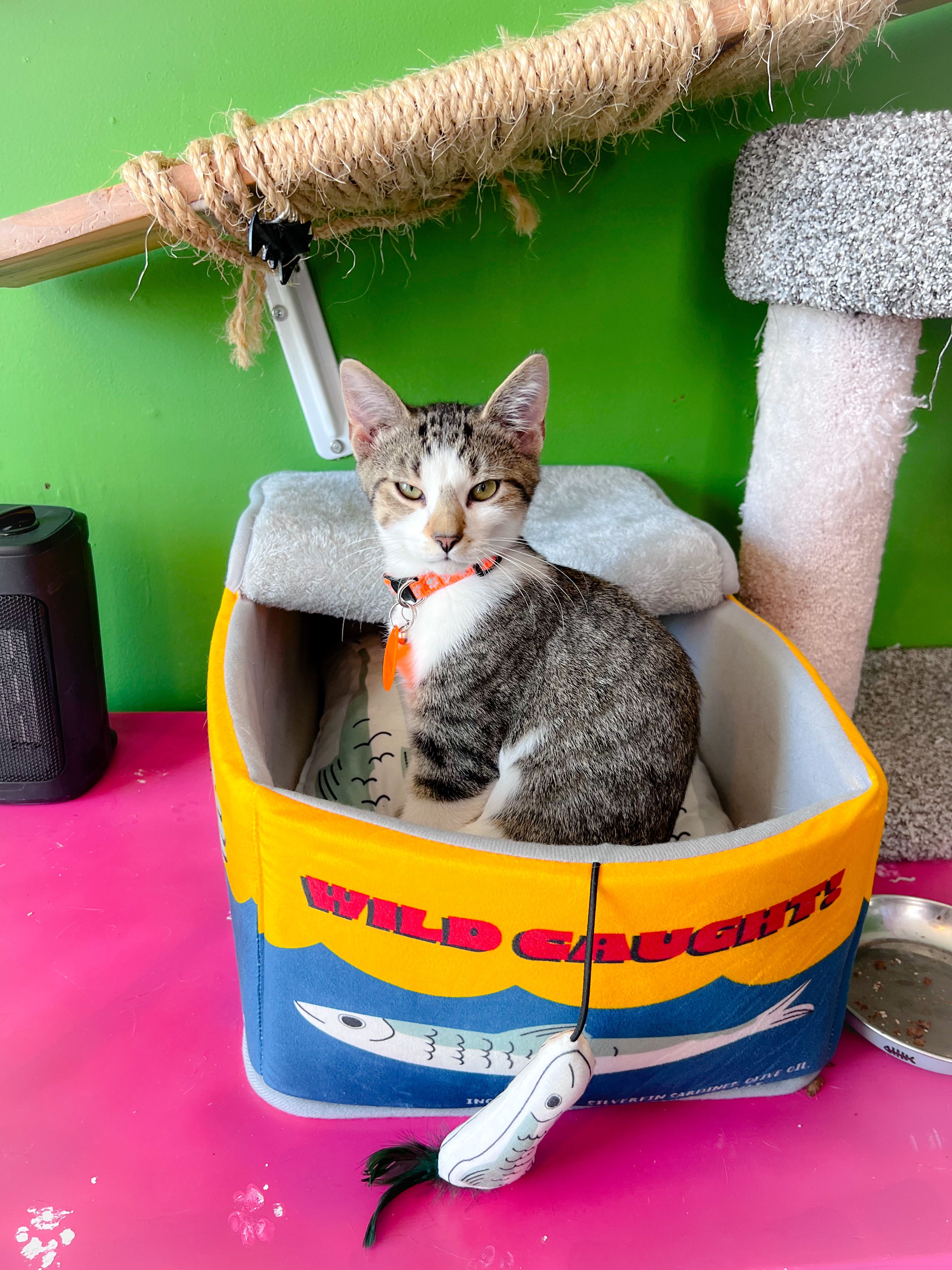 Here Kitty Kitty Cat Rescue