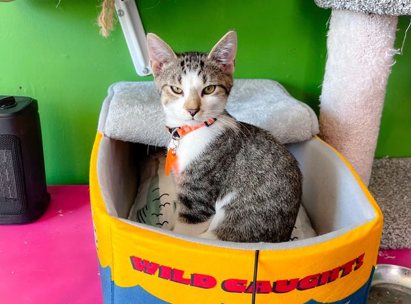 Here Kitty Kitty Cat Rescue