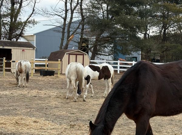 Heaven on Earth-OTTBs Rehab and Rescue