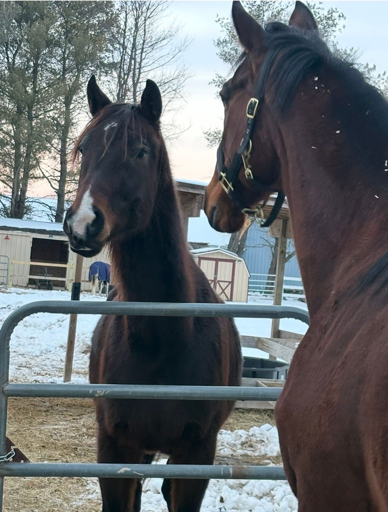 Heaven on Earth-OTTBs Rehab and Rescue