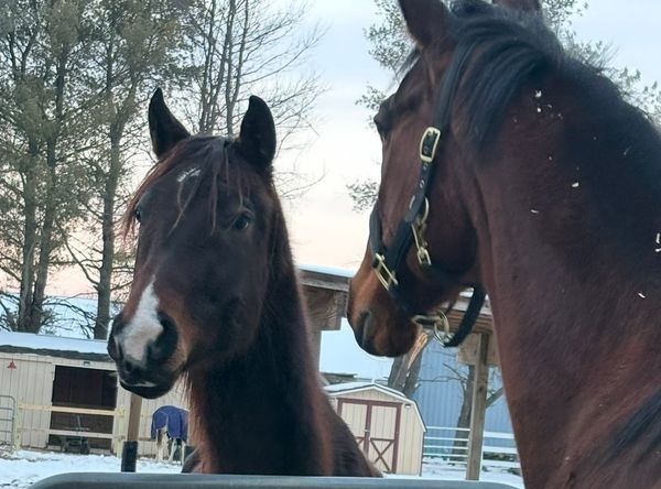 Heaven on Earth-OTTBs Rehab and Rescue