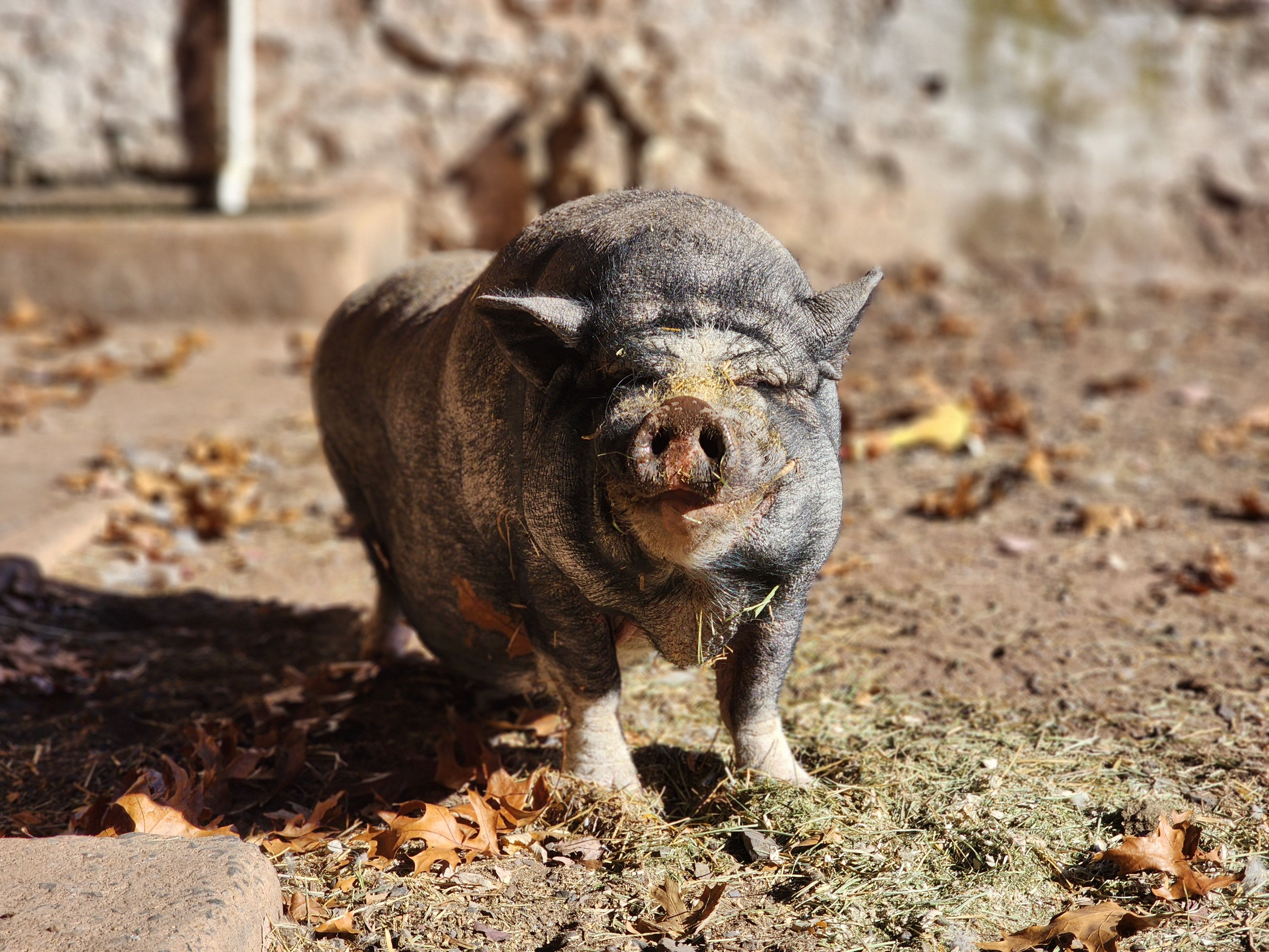 Pandanwal Farm Sanctuary