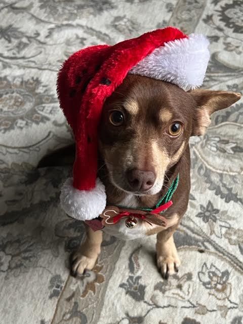 One Love Animal Rescue Group, Inc