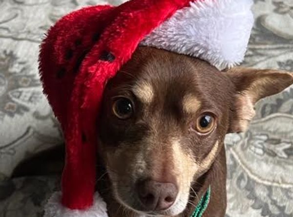 One Love Animal Rescue Group, Inc