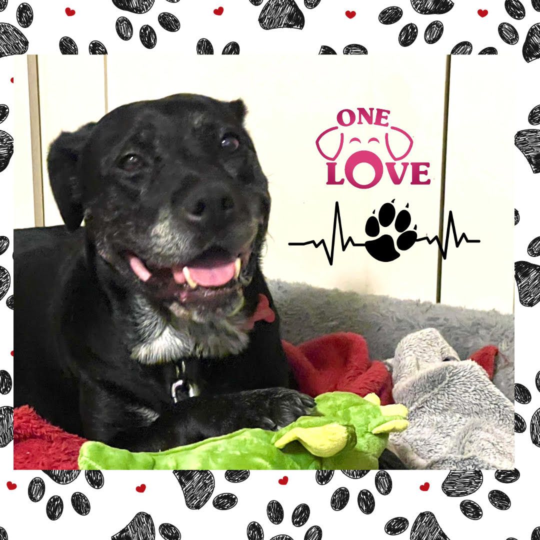 One Love Animal Rescue Group, Inc