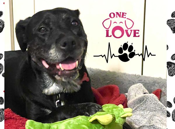 One Love Animal Rescue Group, Inc
