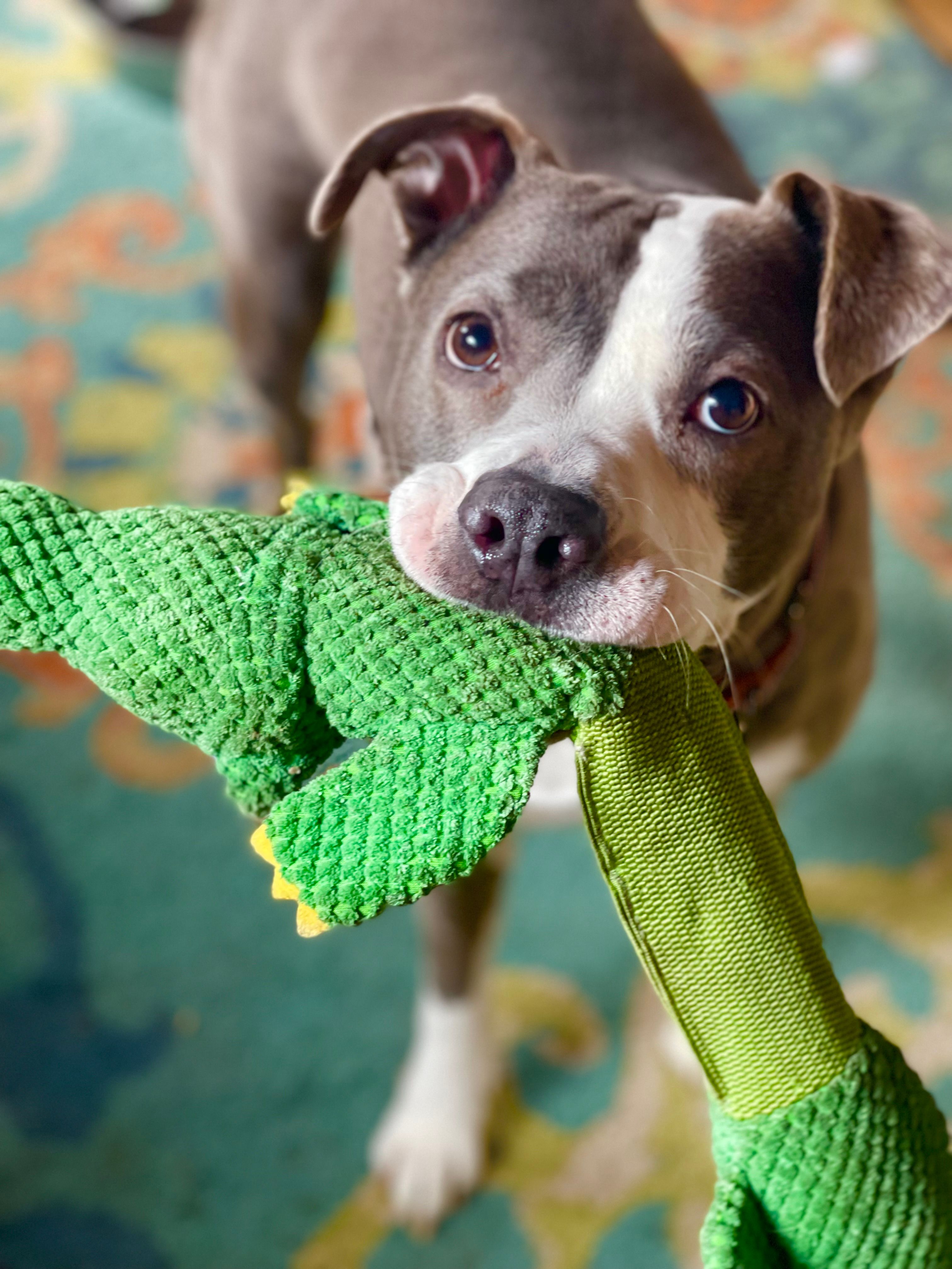 One Love Animal Rescue Group, Inc