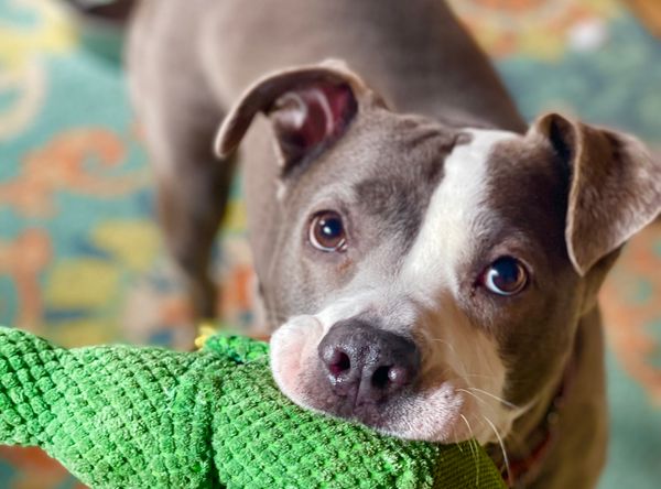 One Love Animal Rescue Group, Inc