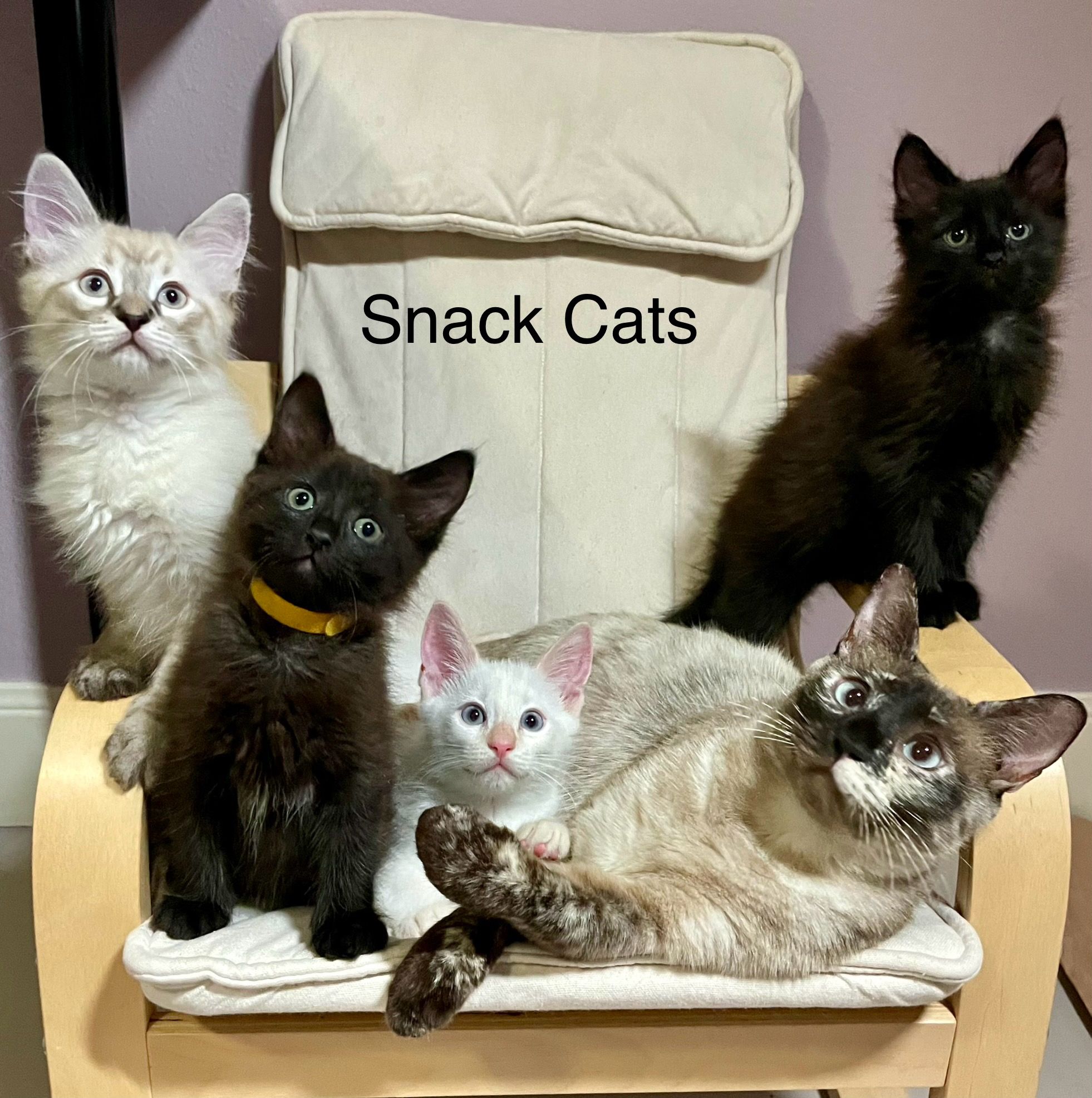 Maico’s Kitten Rescue