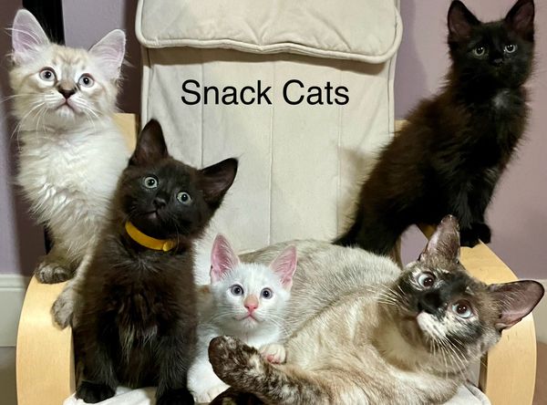 Maico’s Kitten Rescue