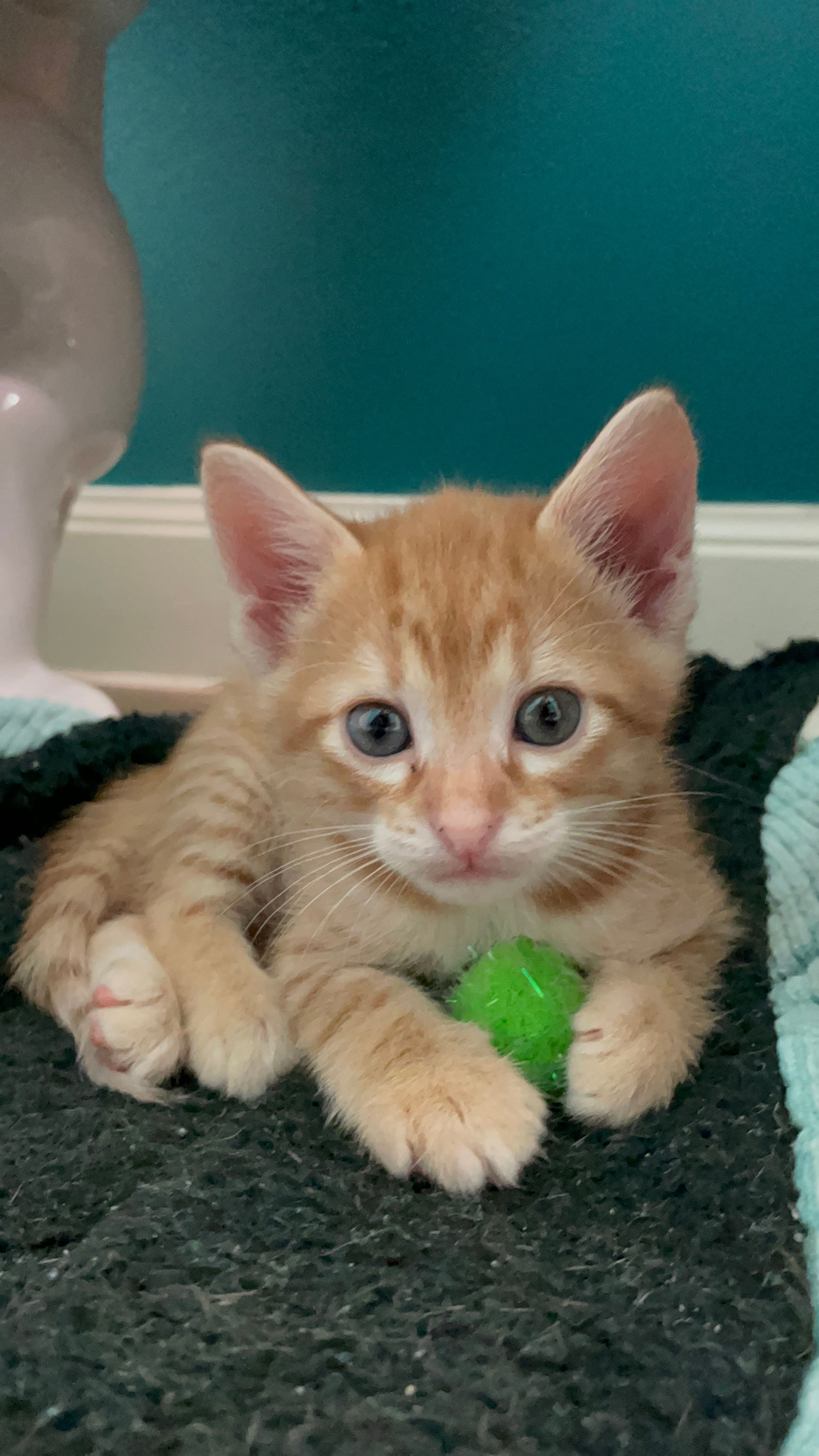 Maico’s Kitten Rescue