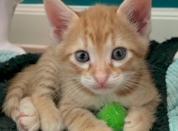 Maico’s Kitten Rescue