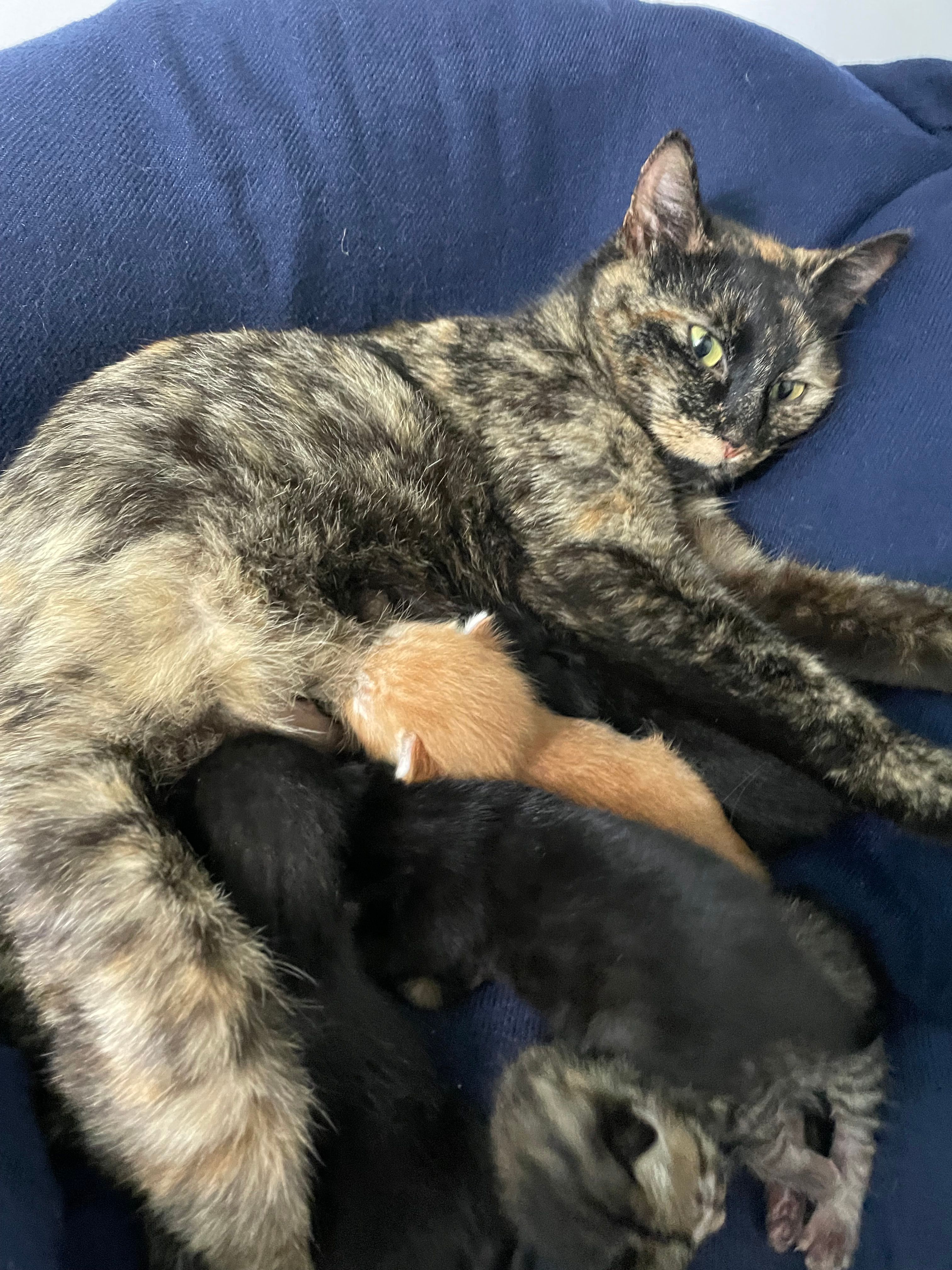 Maico’s Kitten Rescue