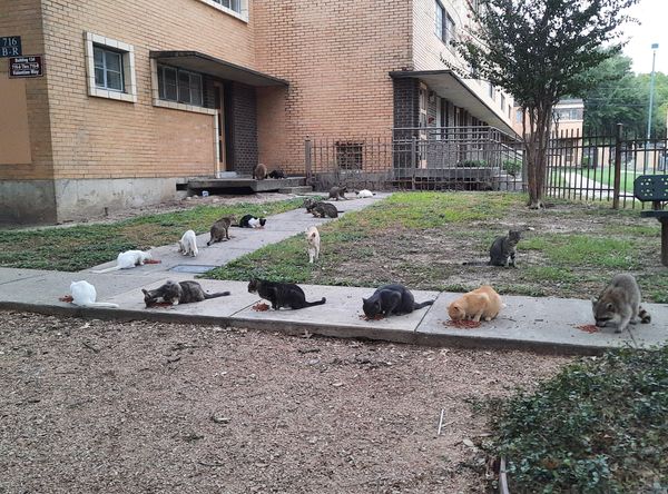 Fur A Pawsitive Future Inc