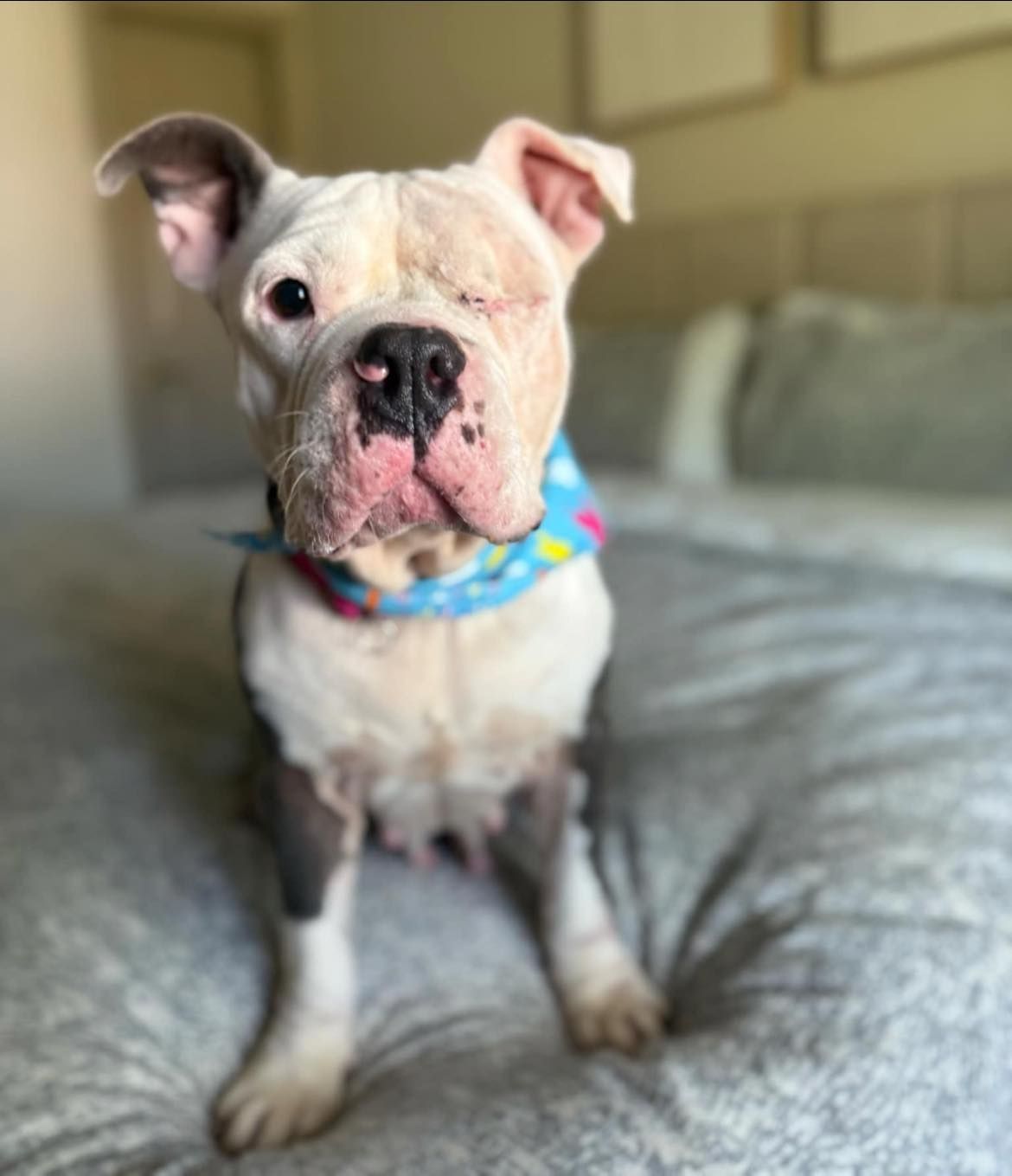 Caffeinated Canine Rescue