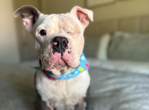 Caffeinated Canine Rescue