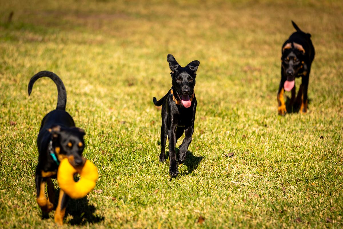 Caffeinated Canine Rescue
