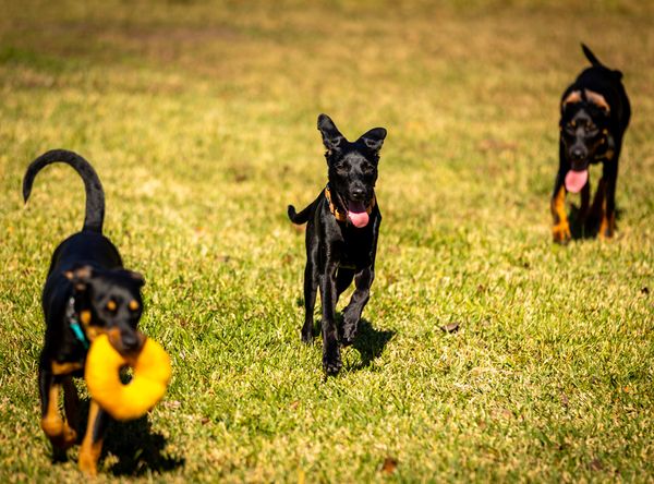 Caffeinated Canine Rescue