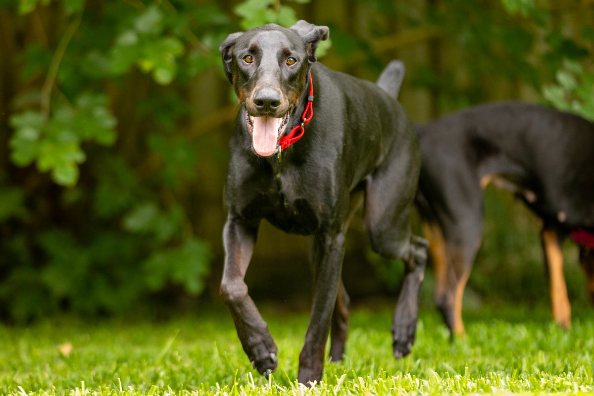 Caffeinated Canine Rescue