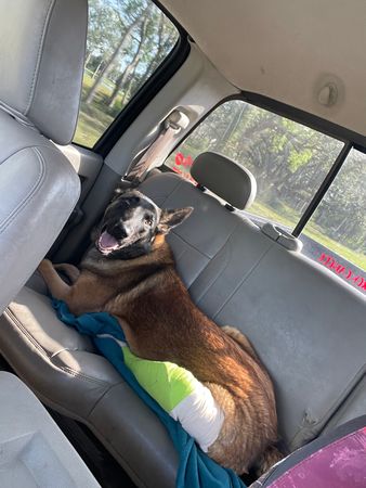 Hope and Freedom Canine Rescue