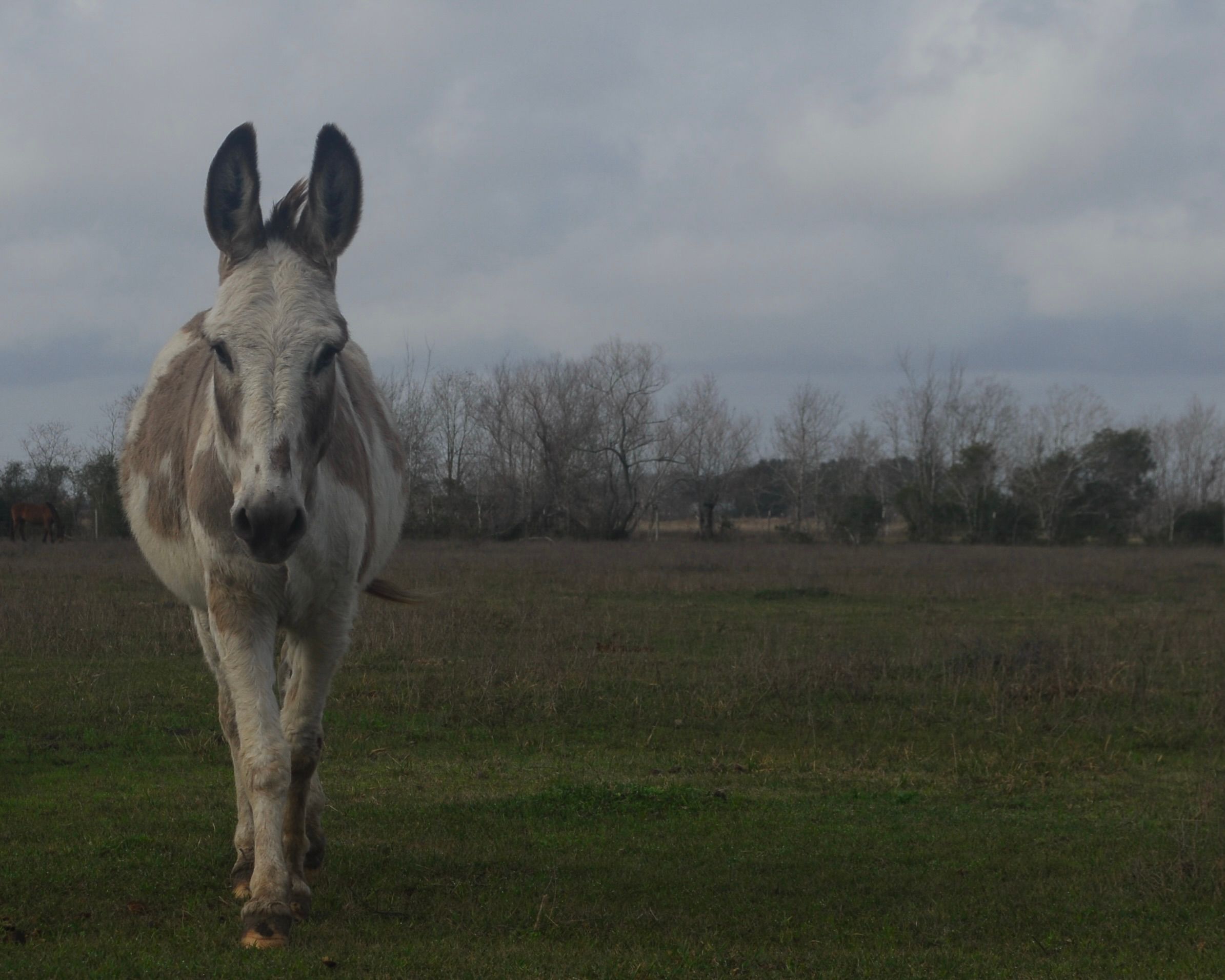 Habitat for Horses, Inc.