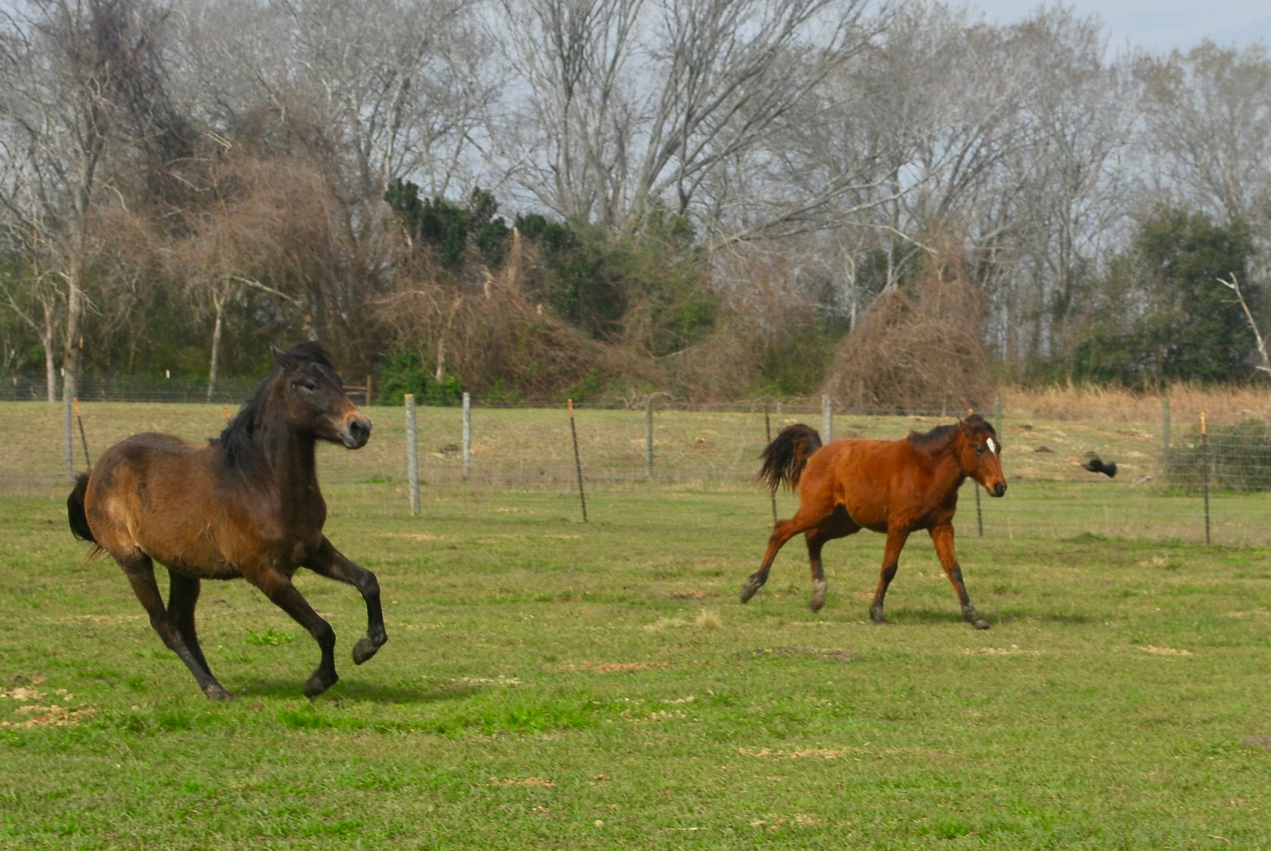 Habitat for Horses, Inc.