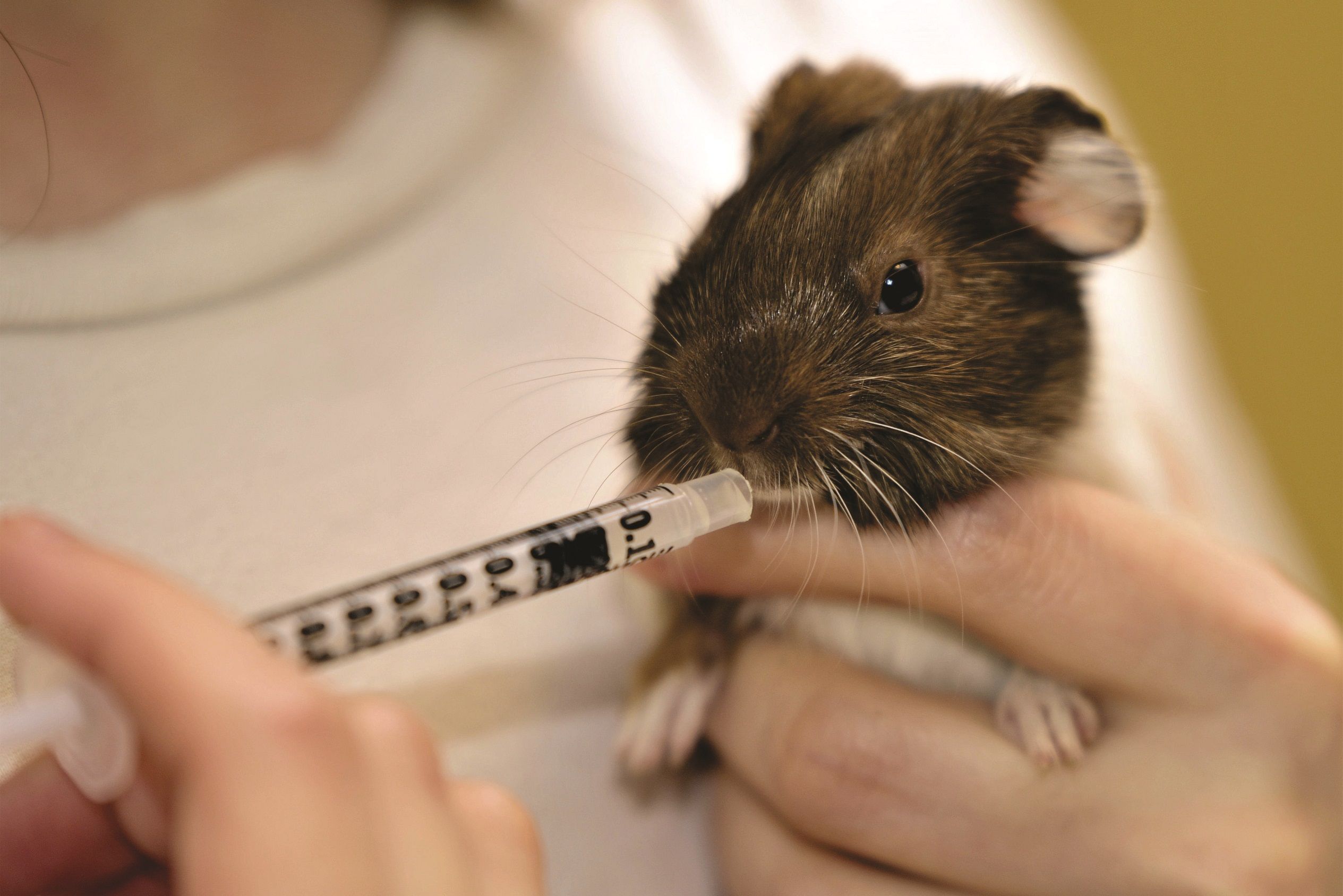Oakhurst Guinea Pig Rescue