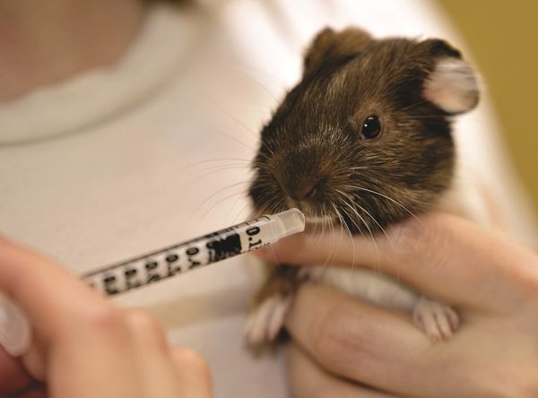Oakhurst Guinea Pig Rescue