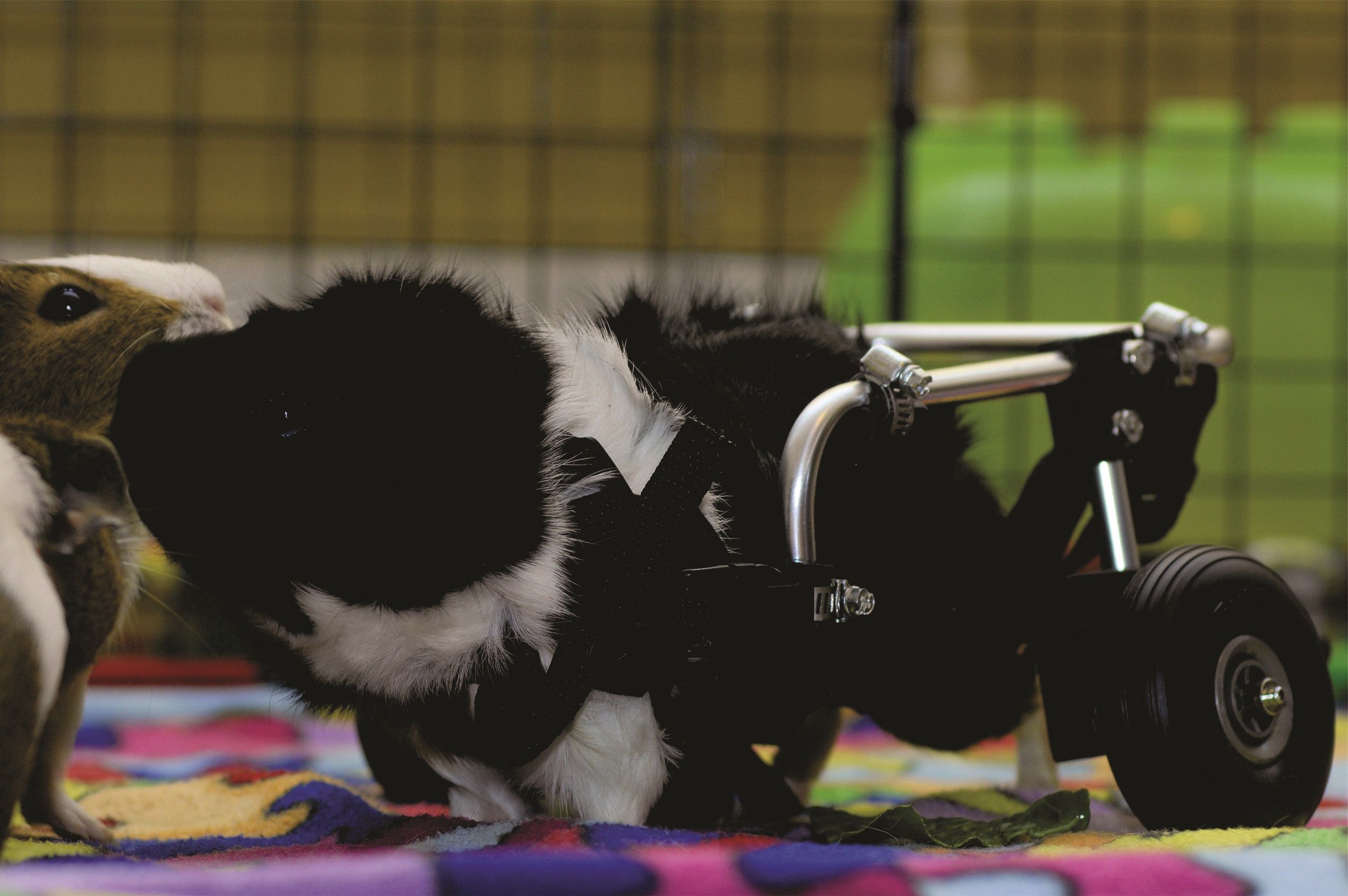 Oakhurst Guinea Pig Rescue