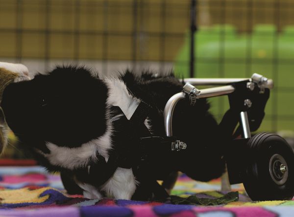 Oakhurst Guinea Pig Rescue