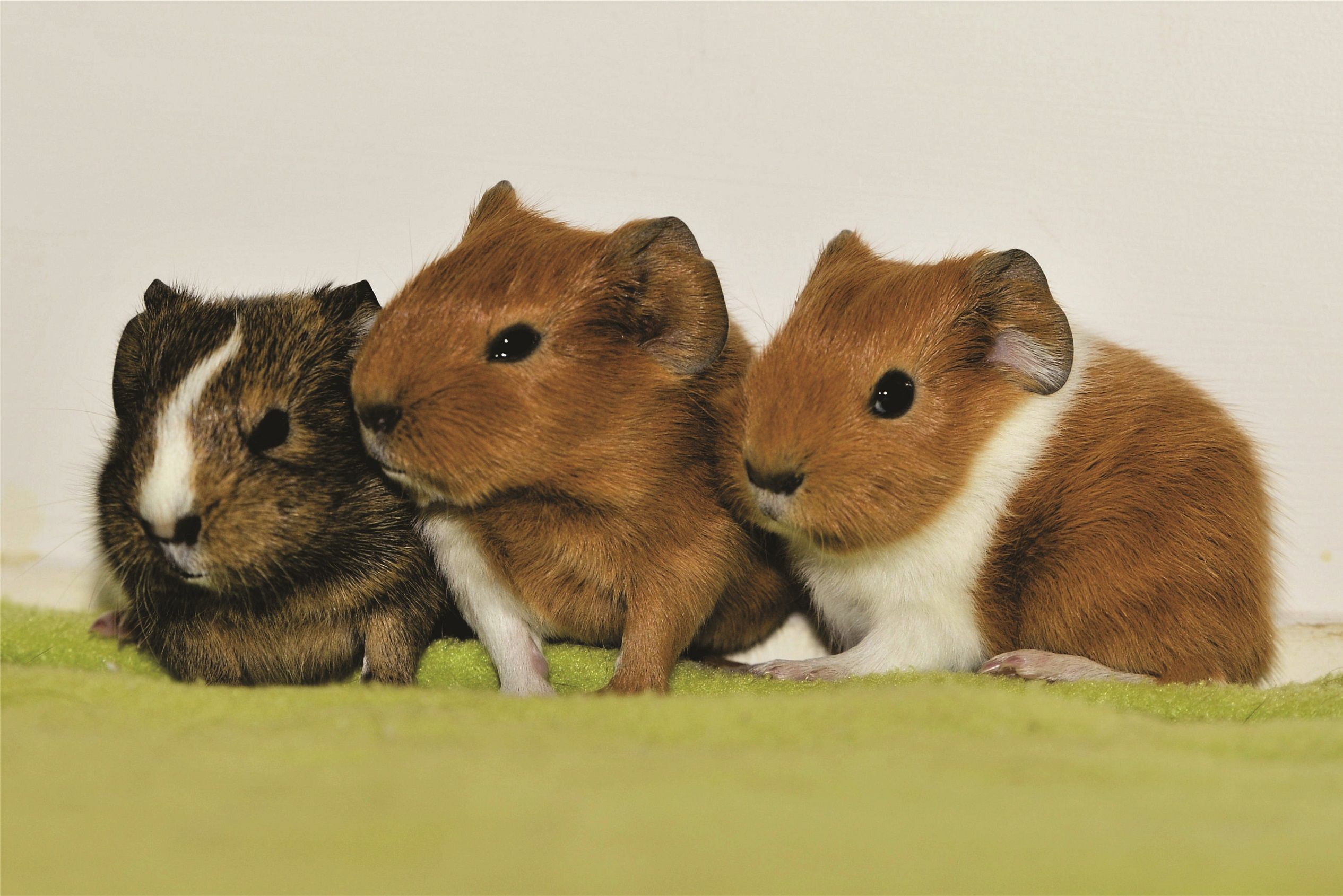Oakhurst Guinea Pig Rescue