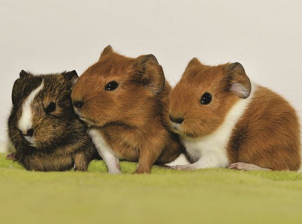 Oakhurst Guinea Pig Rescue