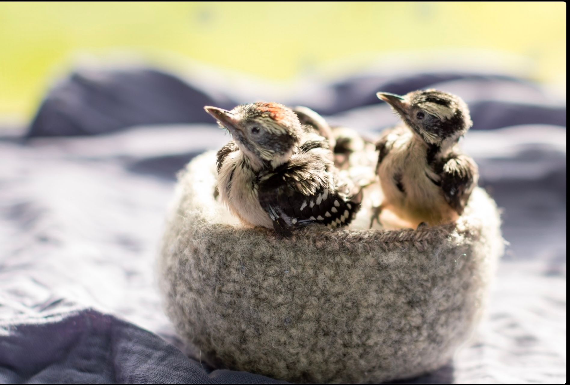 Wild Nest Bird Rehab Inc
