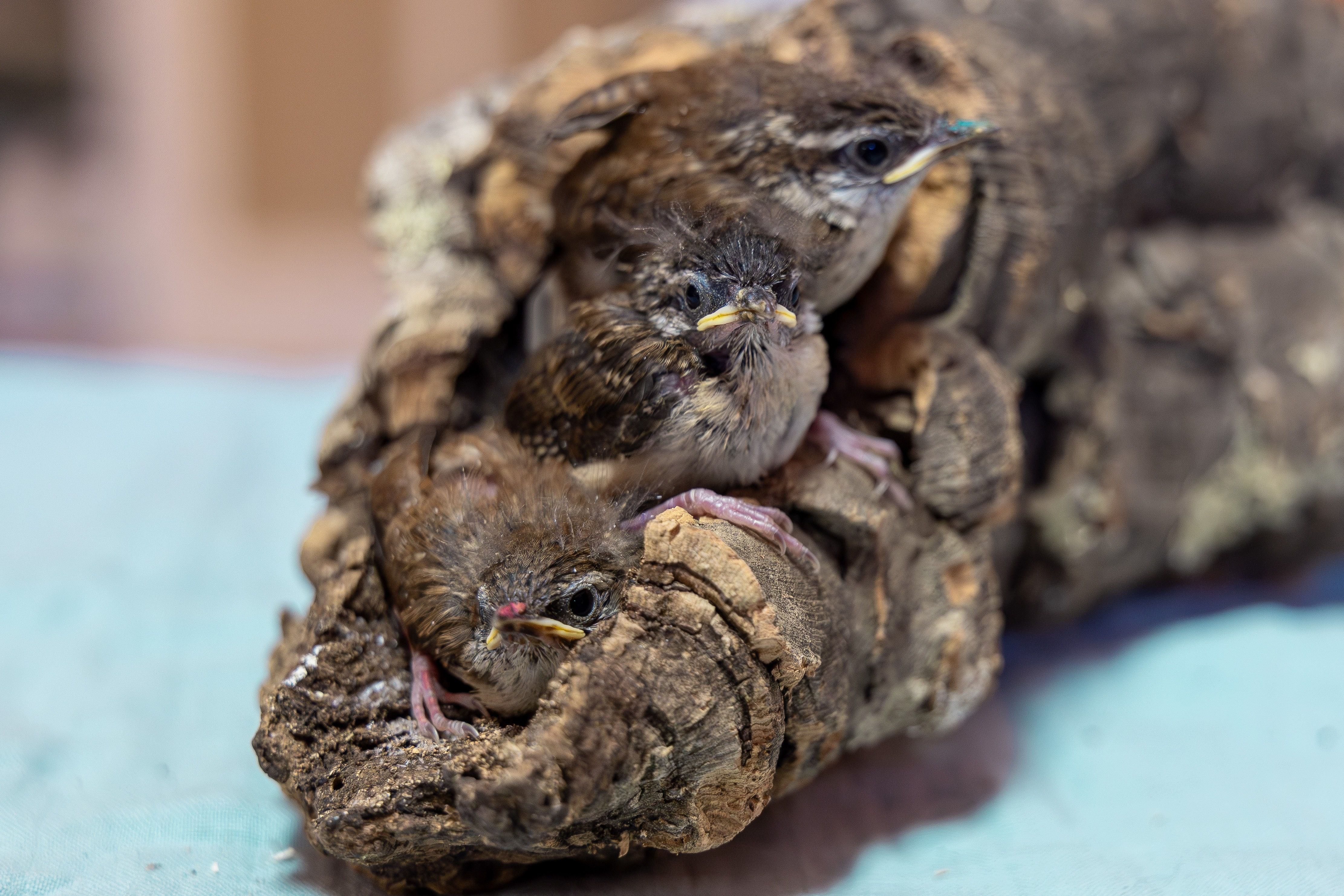 Wild Nest Bird Rehab Inc