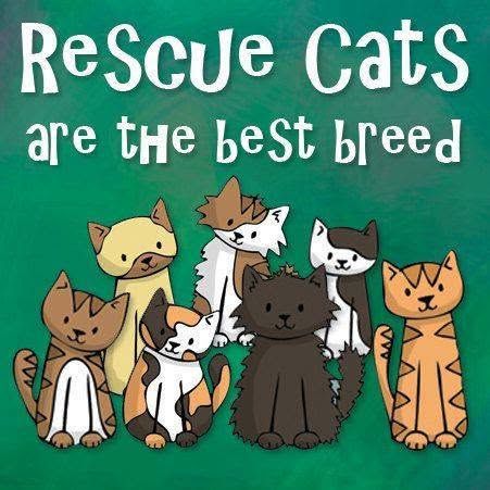 Fancy Feline Rescue of the South Inc