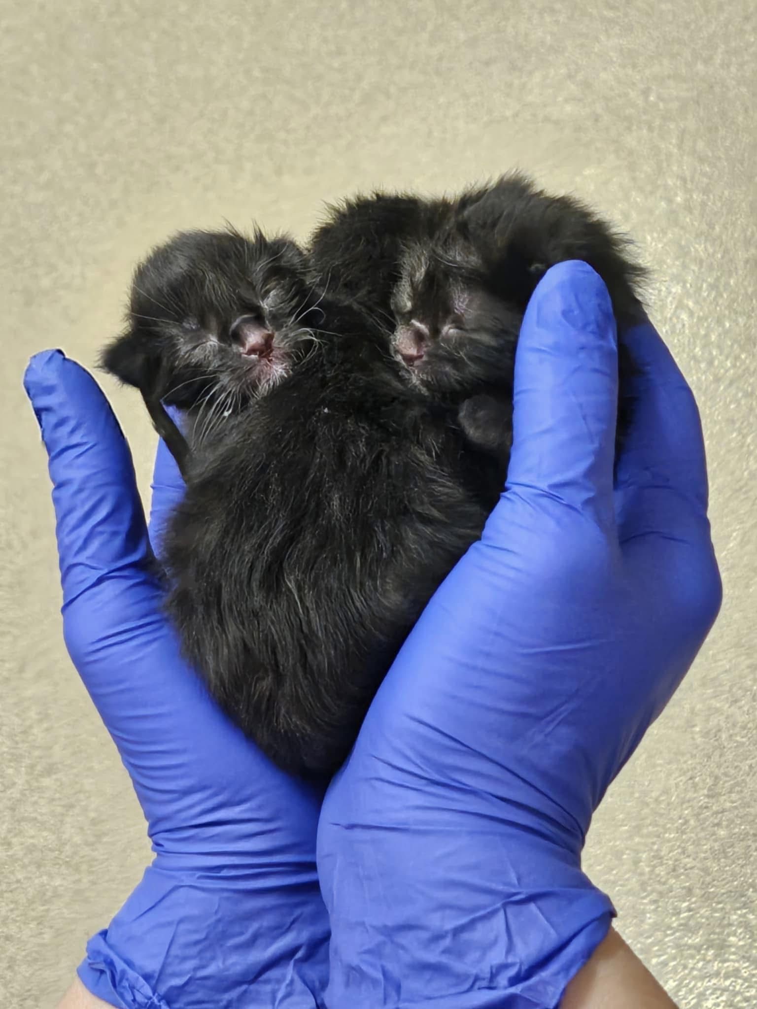 The Cats at Longstreet