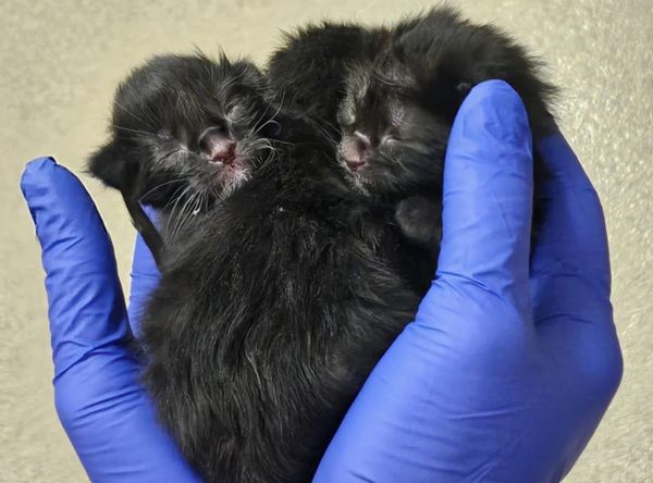 The Cats at Longstreet